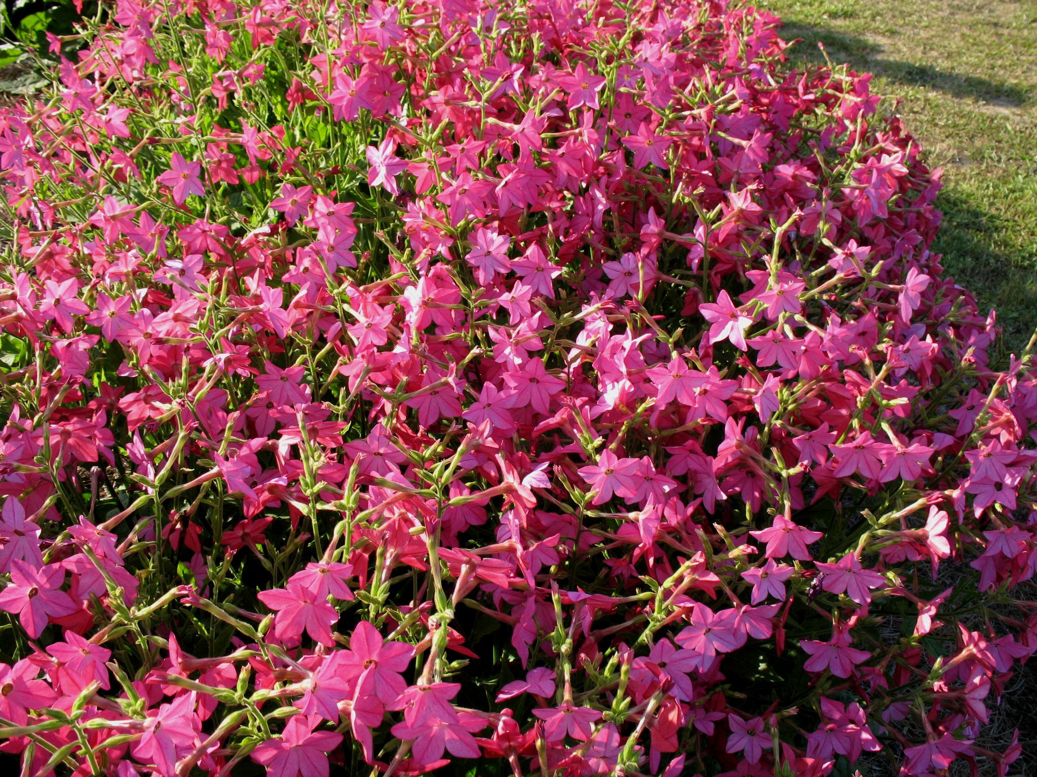 Табак душистый (Nicotiana alata)